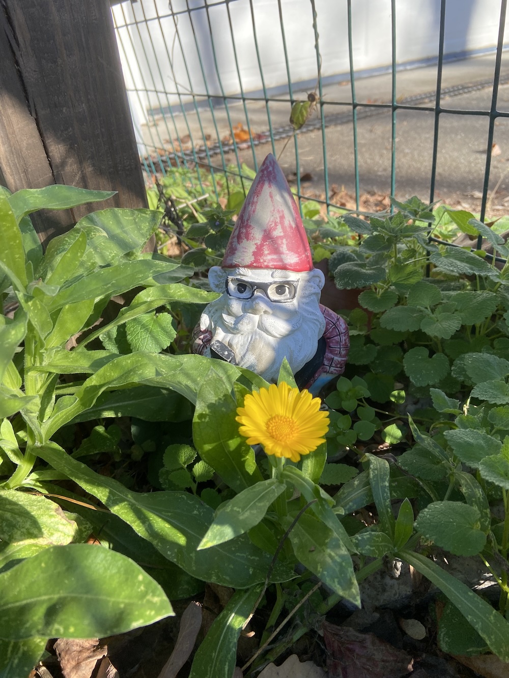 My hipster garden gnome chilling in his calendula cave